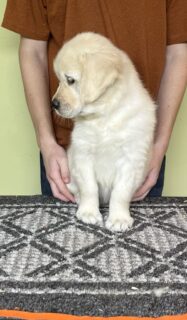 Female Golden Retriever Puppy Available January 2025