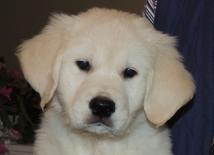 Golden Retriever Breeders Ontario - Goldnote Golden Retrievers