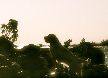 Available Older Dogs & Value Added Puppies - Goldnote Golden Retrievers