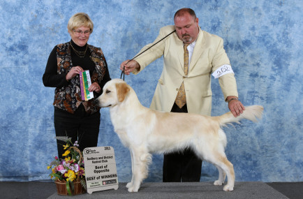 Retired Breeding Dog For Adoption - Daisy