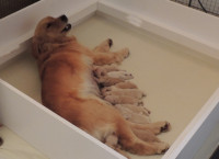 Nursing Golden Retriever Puppies
