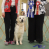 Faith Rally Novice Title and Class Placement – Crop for Web