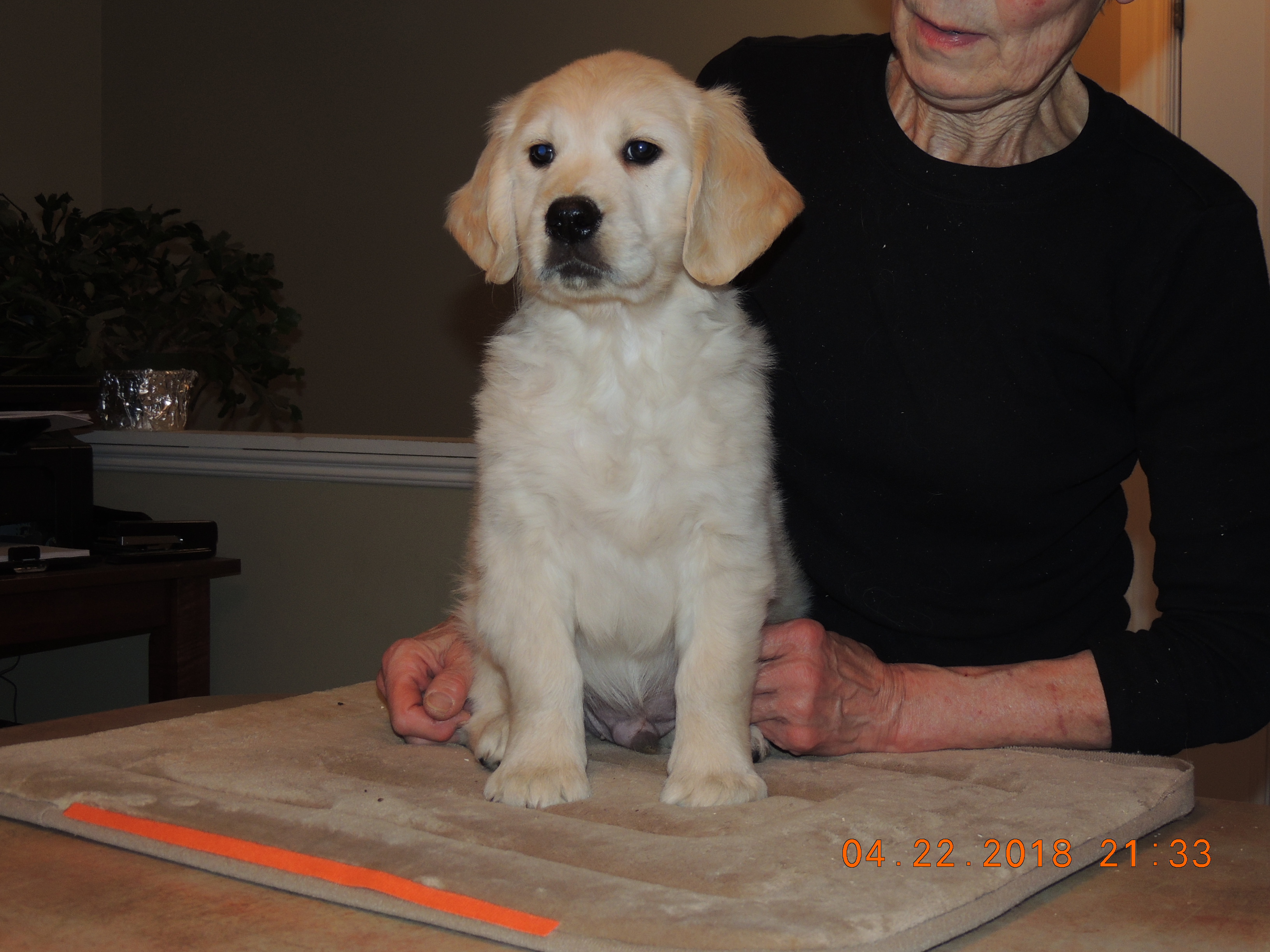 Walker Hollow Golden Retrievers: Elite Golden Retriever Puppies: We raise Golden  Retrievers because we love this breed and are committed to quality not  quantity puppies. We are small country raised breeder in