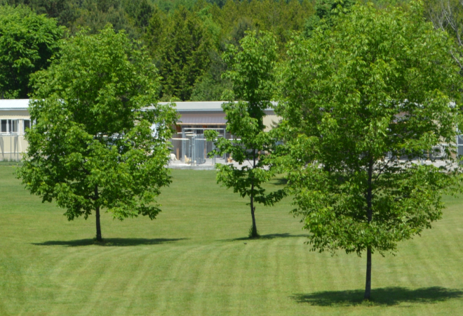 Dog Boarding and Day Care - Midland, Ontario