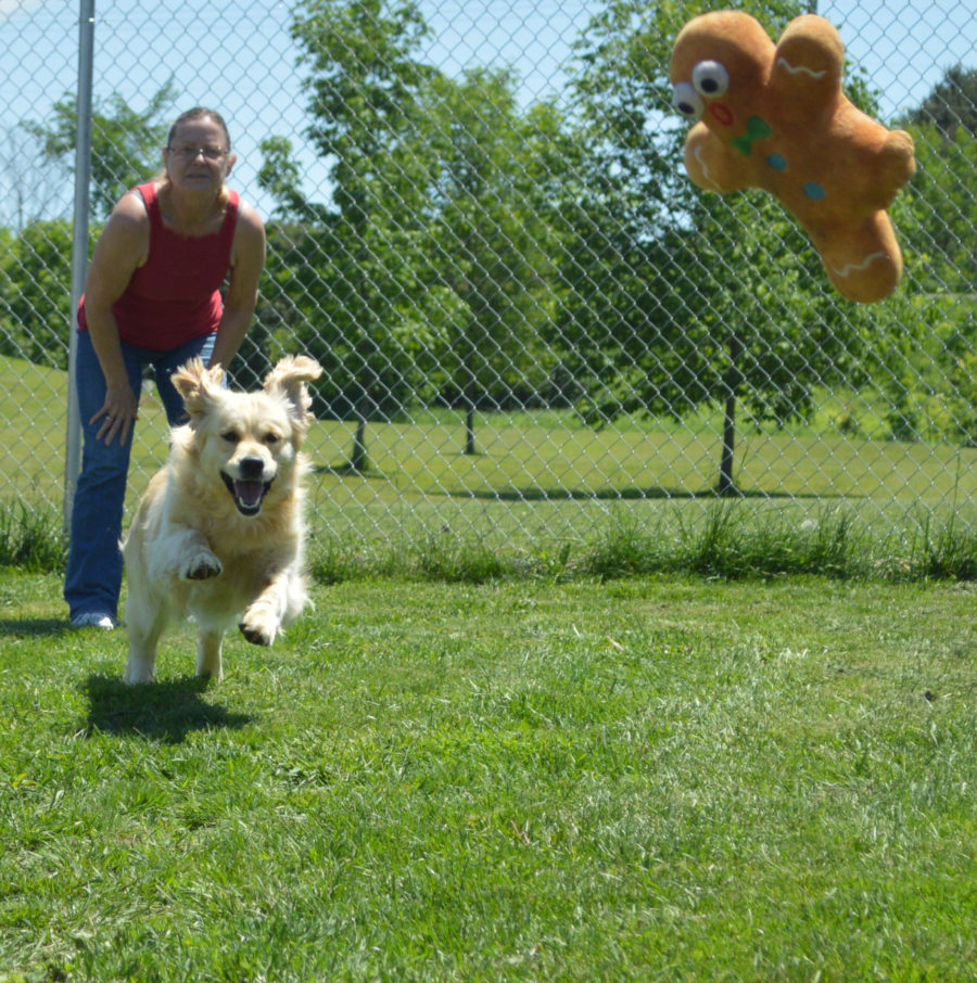 Dog Boarding & Dog Kennel Doggie Daycare Midland, Barrie. ON