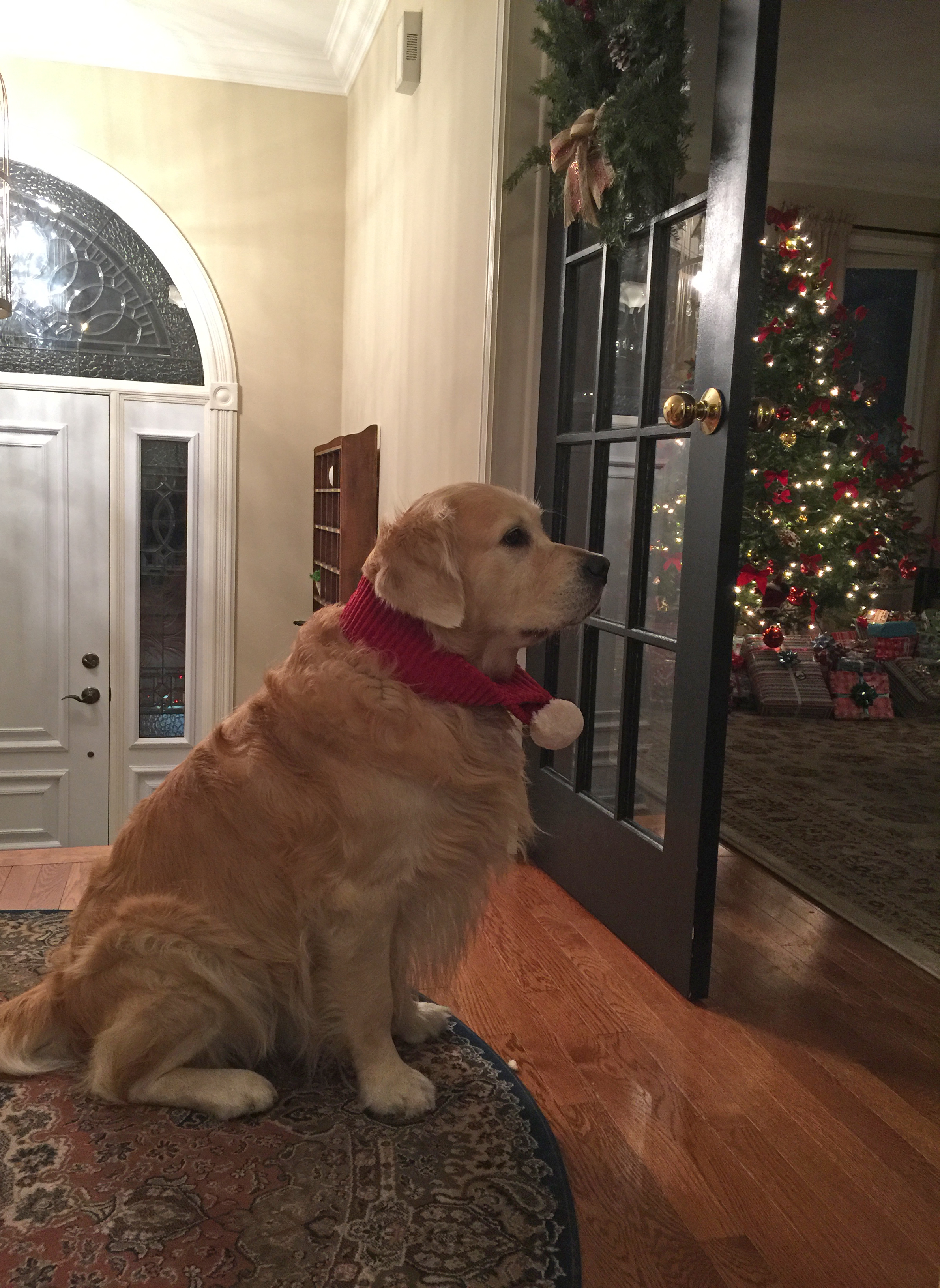 Dog Boarding During Christmas