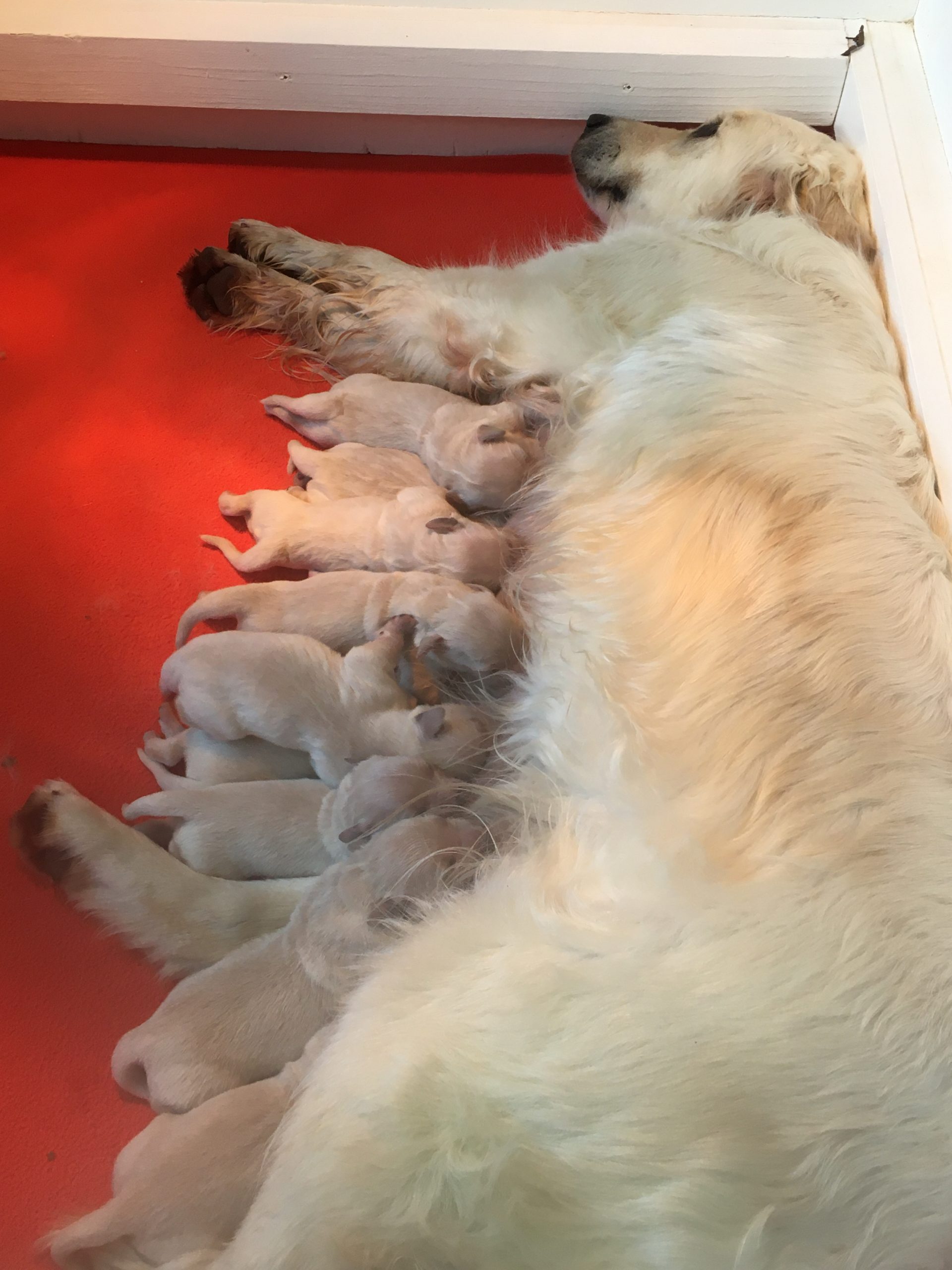 Glady - With Her Puppies