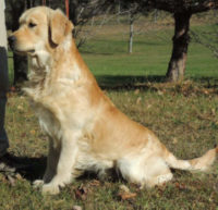 One Year Old Male Golden Retriever Available Now