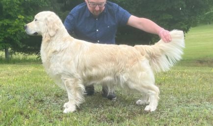 Goldnote Golden Retrievers - DeeDee Stacked