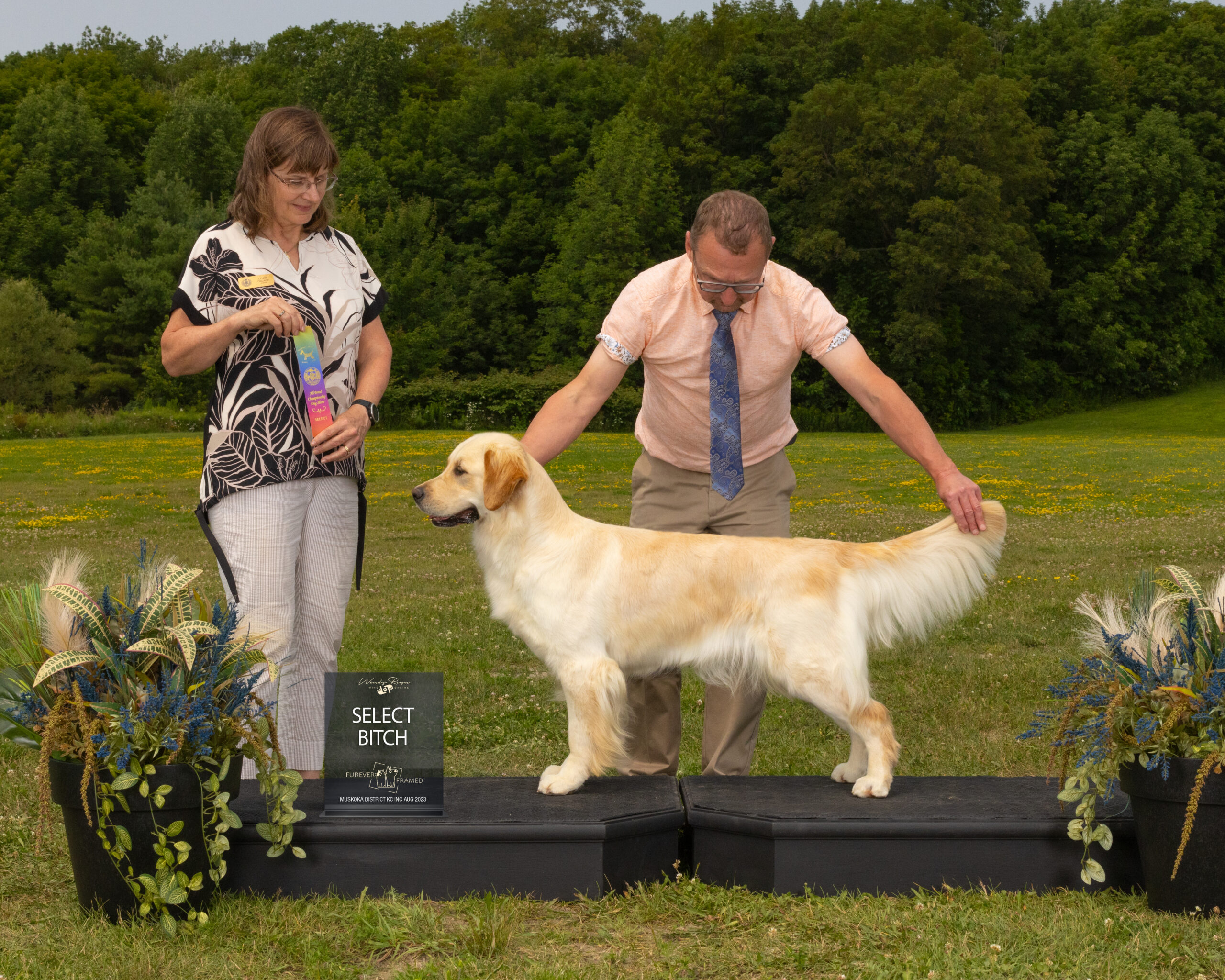 Sire Canadian Grand Champion Goldnote Ardently Admires - Jane