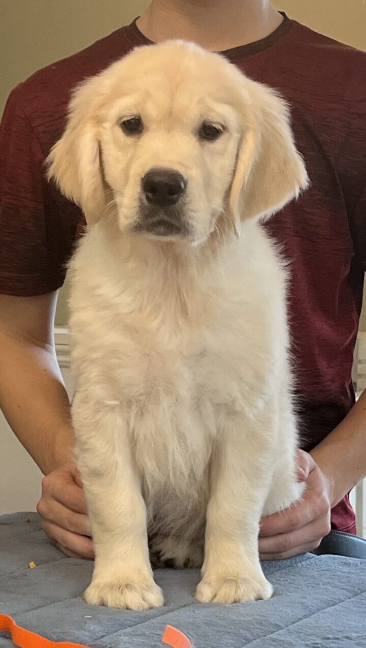 Ontario Golden Retriever Puppies - Holistically Raised Golden Retrievers