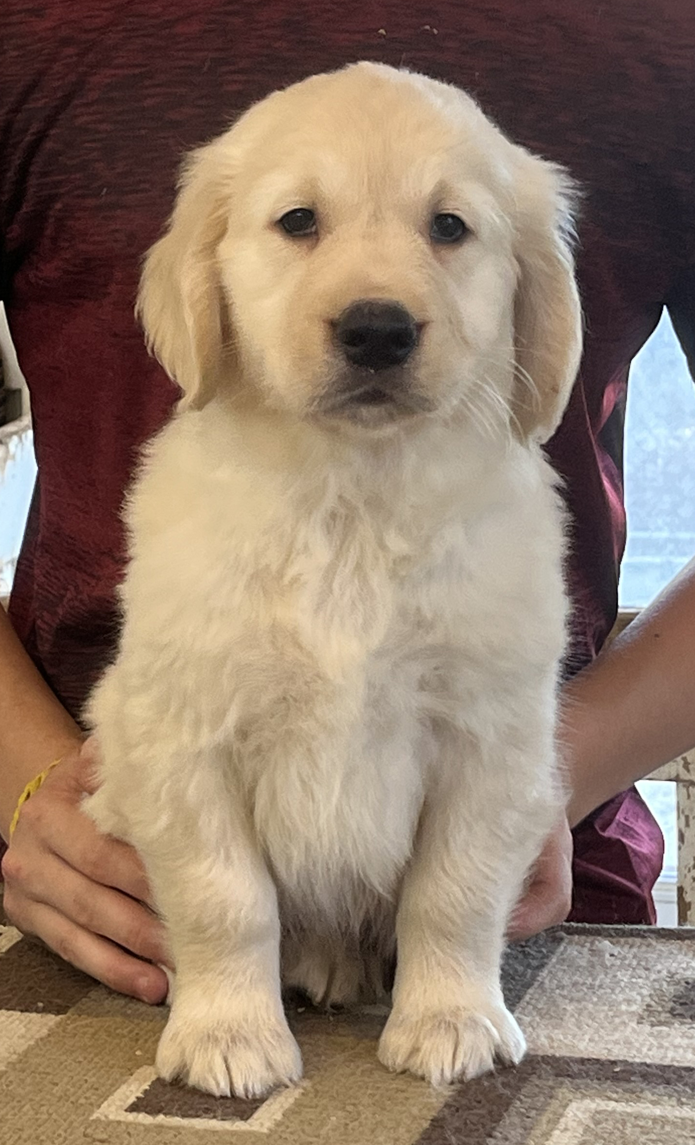 Ontario Golden Retriever Puppies - Holistically Raised Golden Retrievers