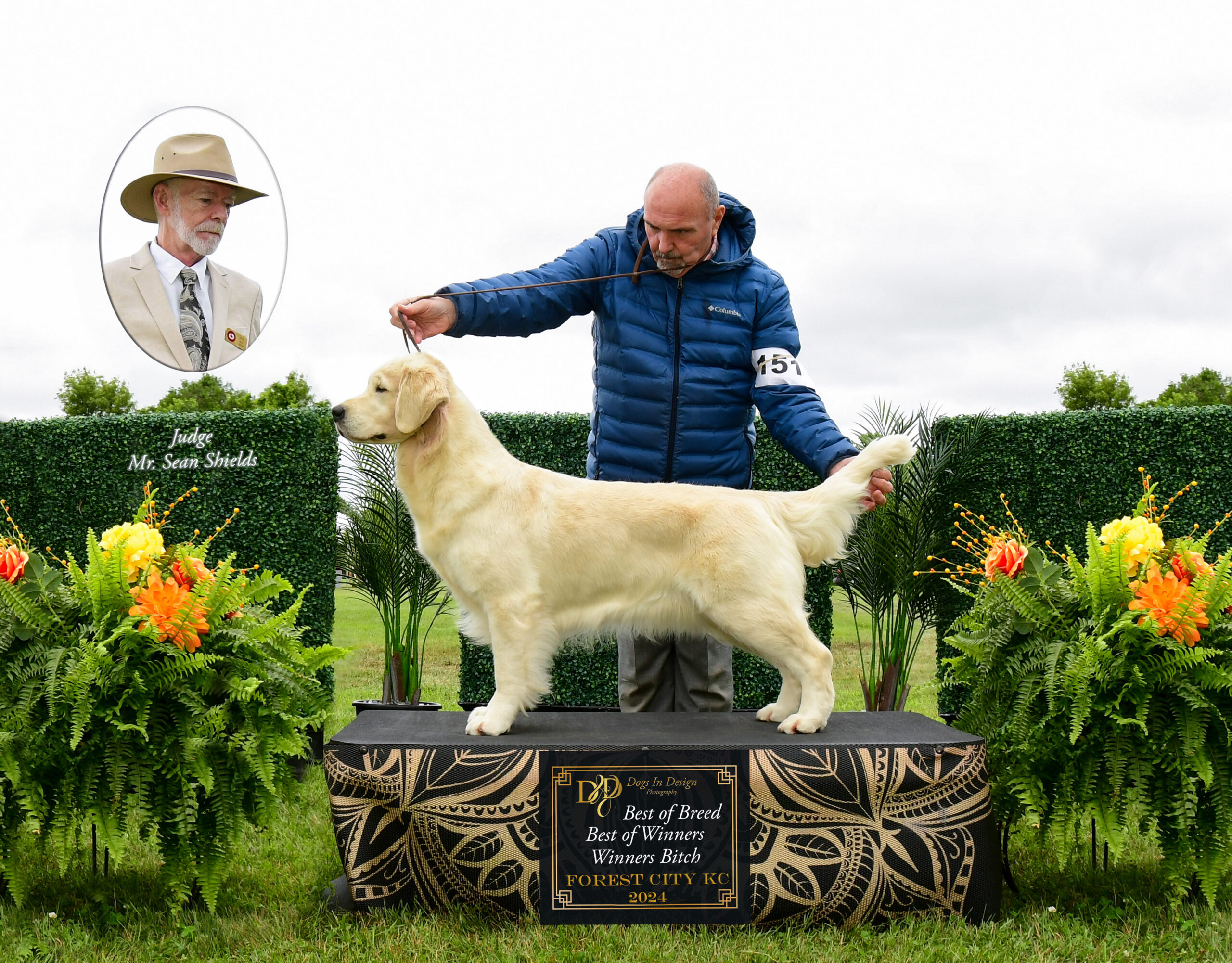 Dam Champion Goldnote's Never Complain, Never Explain - Violet Sire Champion Goldnote's Never Complain, Never Explain - Violet