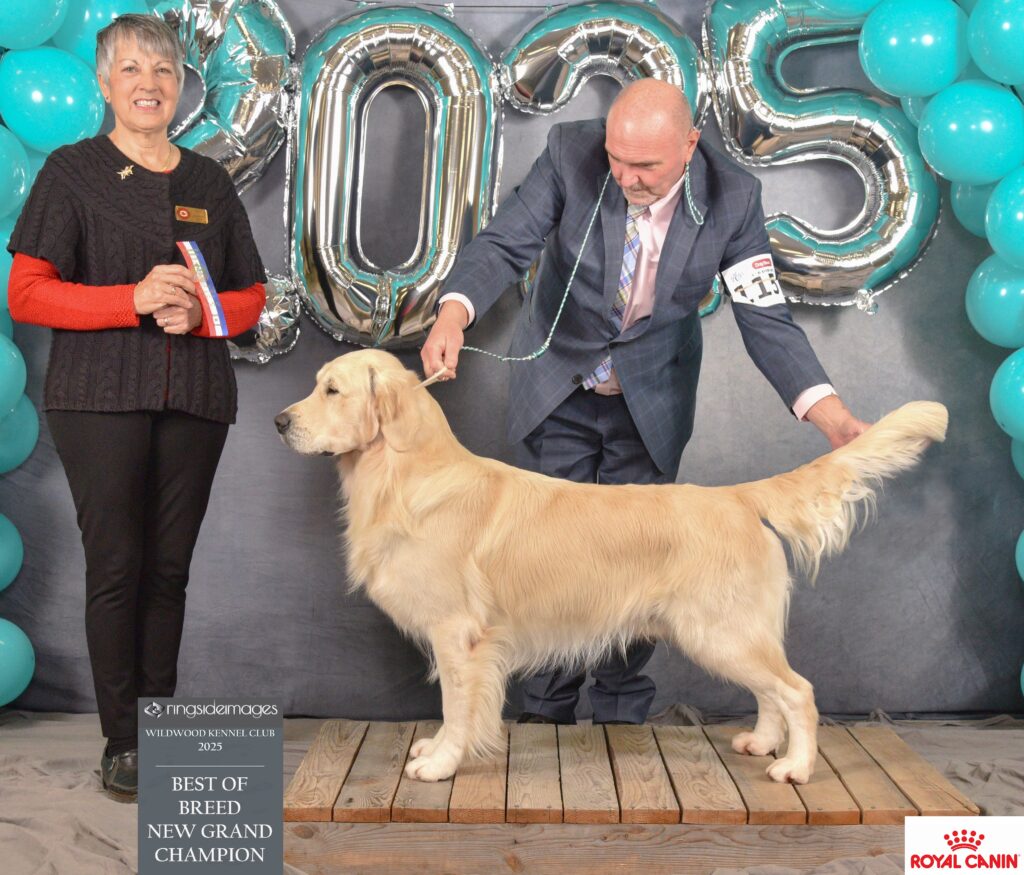 Golden Retriever - Grand Champion Goldnote's Theoretically Speaking - Skinner