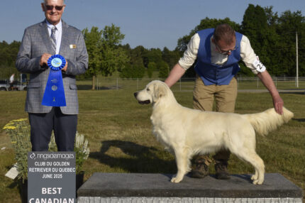 British Style Golden Retriever at Goldnote Golden Retrievers